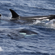 The beaked whale being flanked by killer whales closely on each side. (Image: Rebecca Wellard et al., 2016/PLOS One)